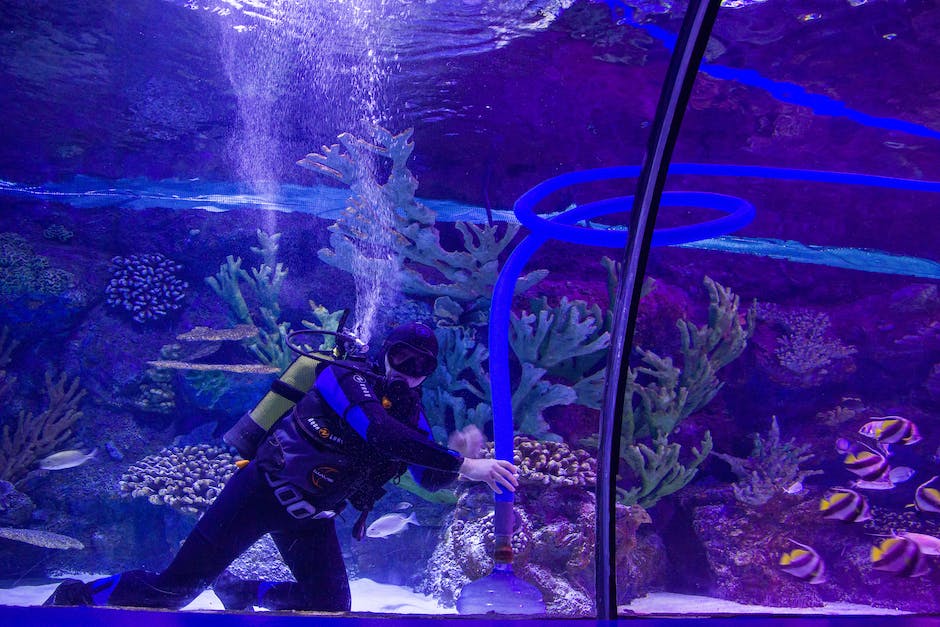 A person cleaning an aquarium, removing decorations and scrubbing them with a brush, while a fish swims in the background.