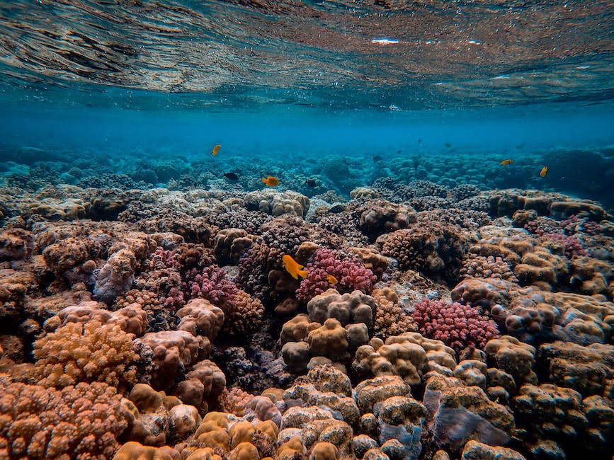 Image of healthy corals in a vibrant coral reef habitat