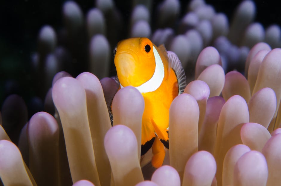 Image showing an illuminated saltwater aquarium with vibrant fish and corals