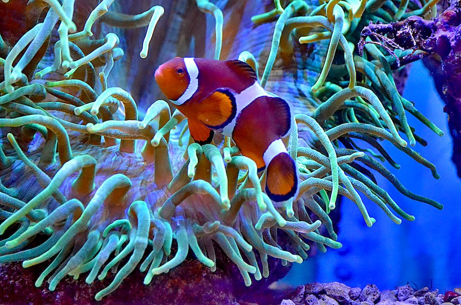 Image of various saltwater aquarium fish species swimming together in a colorful underwater environment