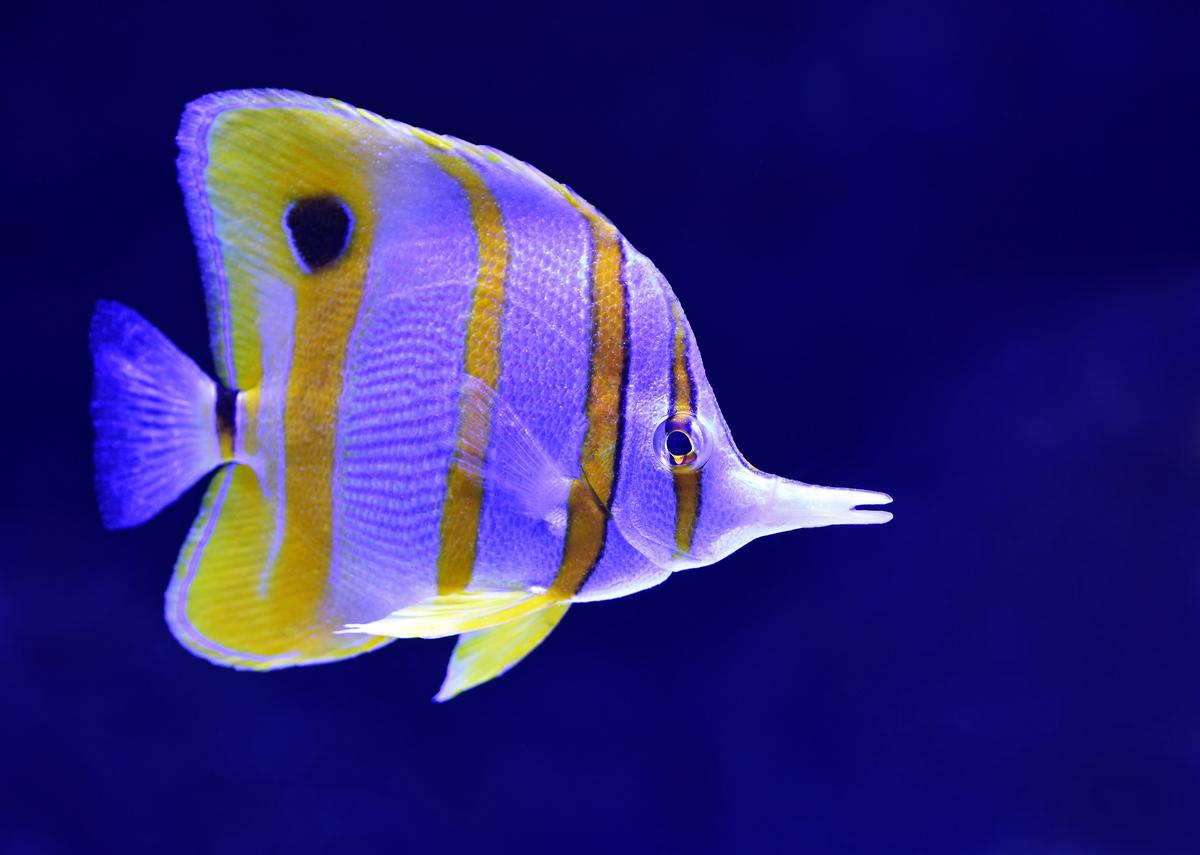 Colorful saltwater fish swimming in a reef
